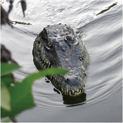 Crocodile Head With Remote Control